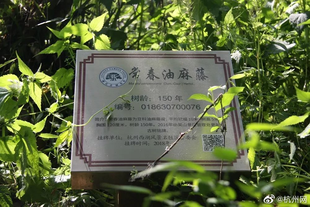 百色森林公园多少钱一次,2020百色森林公园后门