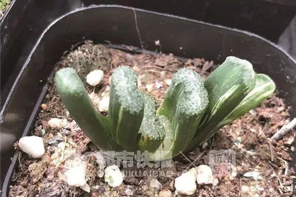 快餐三百值吗 _ 痤疮修复贴,快餐300贵吗_