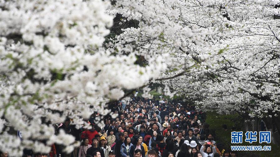 2025呼市新茶嫩茶wx,呼市新茶群
