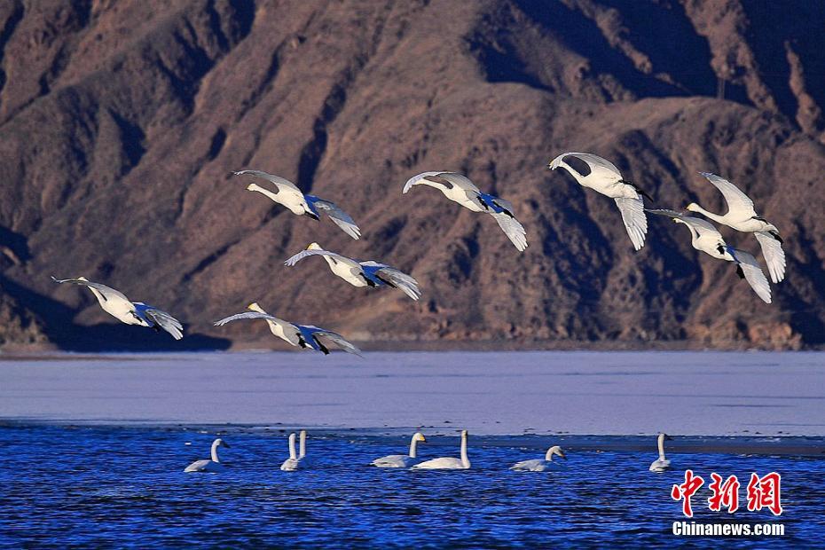 山东走基层玩老阿姨:这个隐藏玩法为啥让年轻人集体上头?